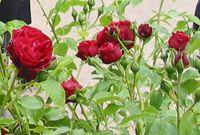 29 Rosier de Malte